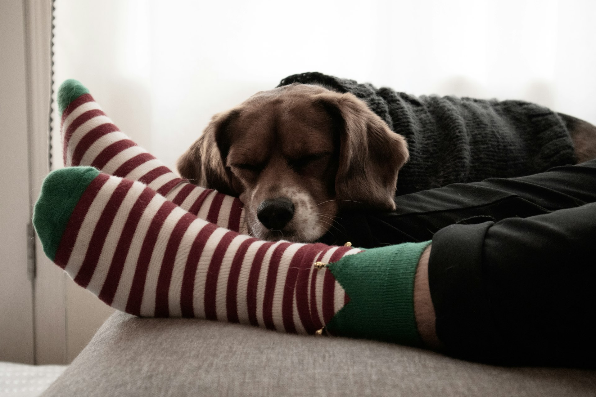Bir kişinin bacağının üstünde yatan kahverengi bir köpek